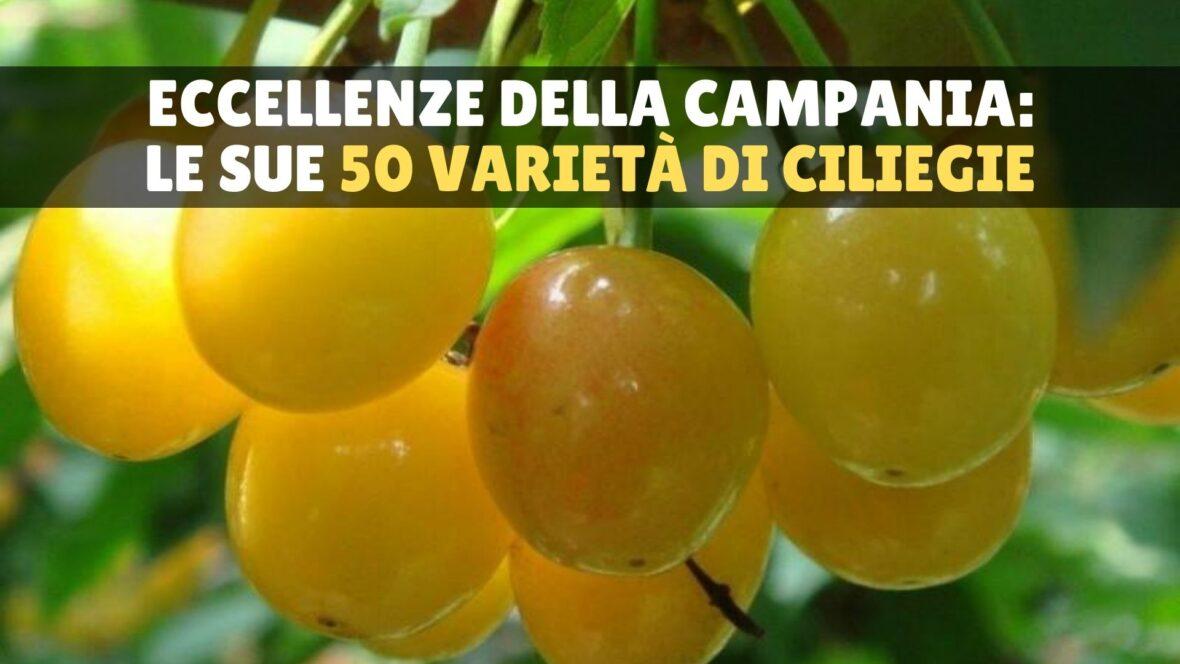 Le ciliegie della Campania: un delizioso vanto regionale