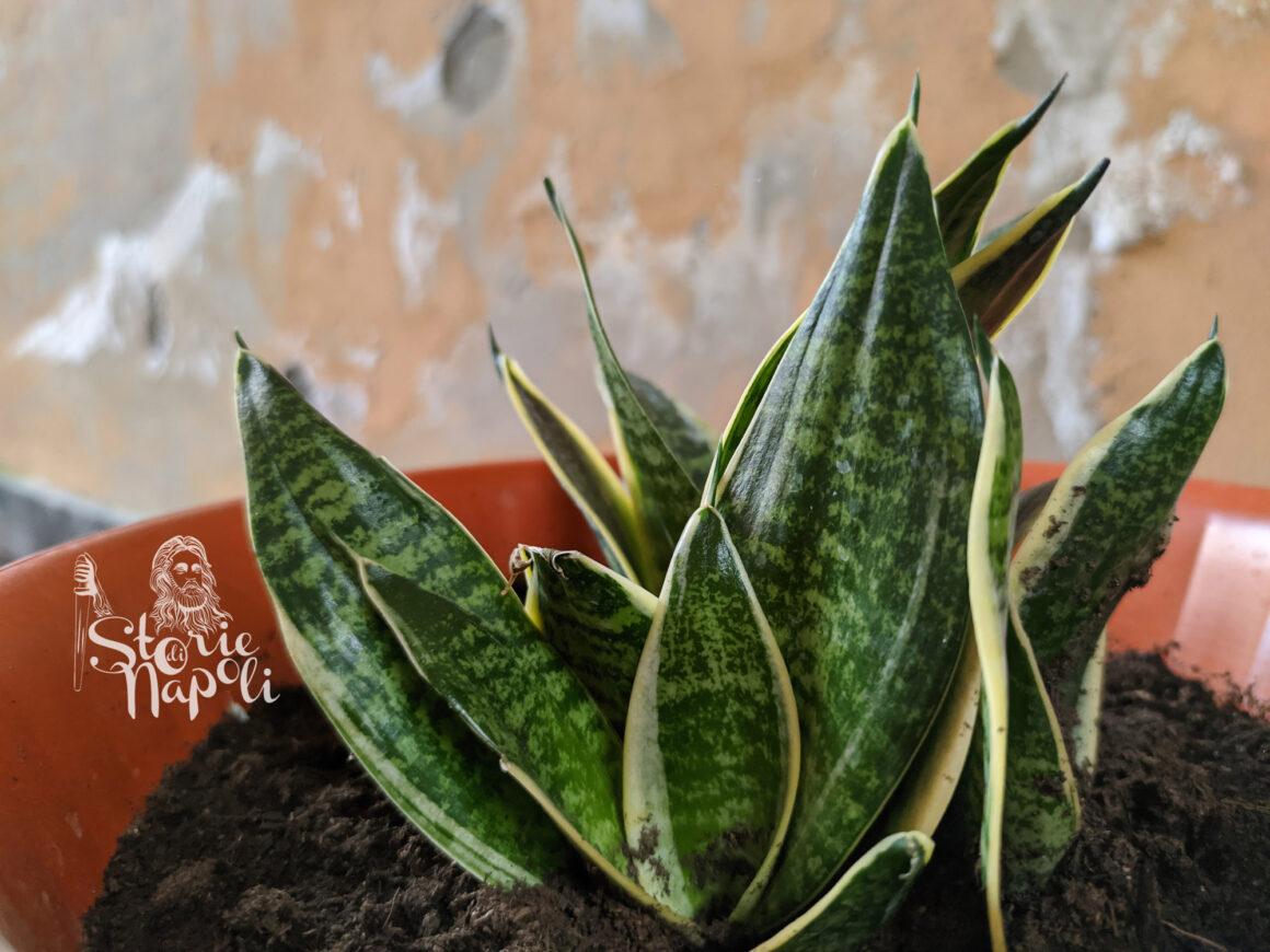 Sansevieria 