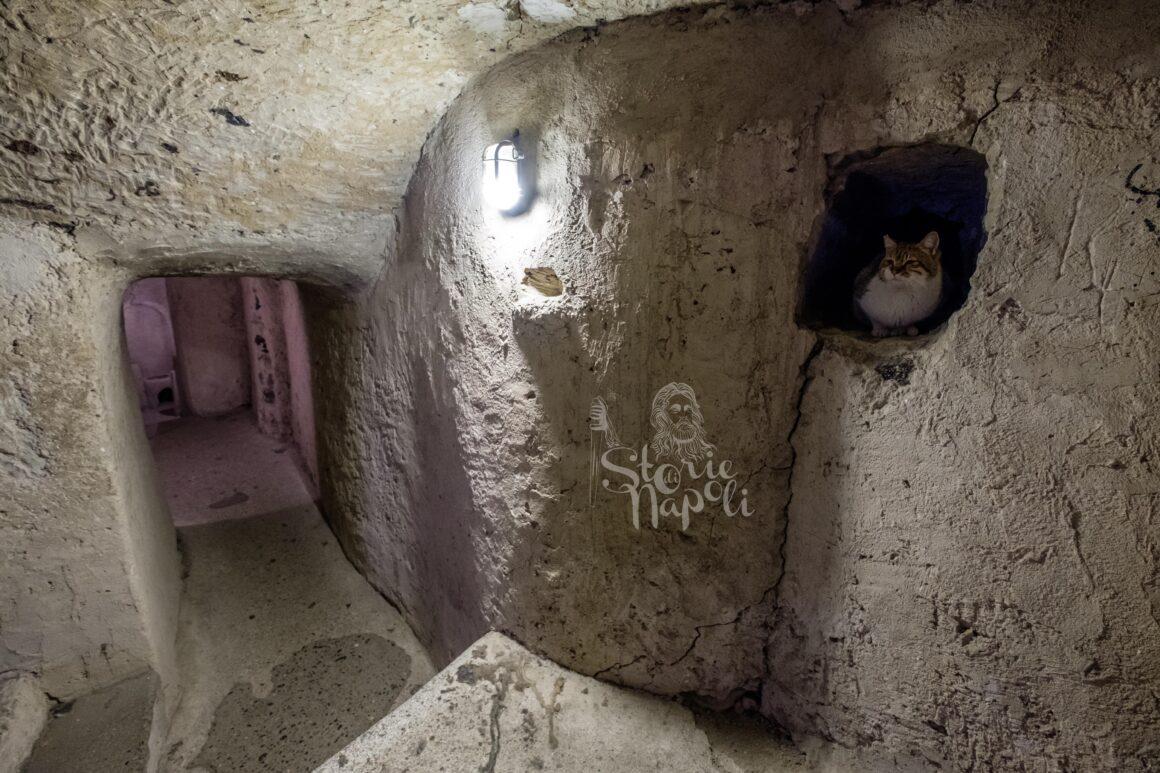 Gatto catacombe castello Aragonese di Ischia