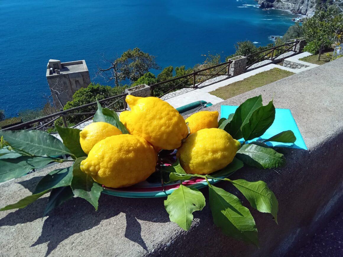 limone in Campania