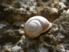 Maruzzella 